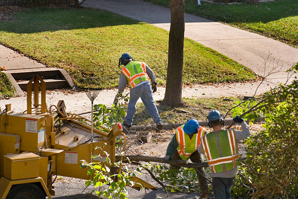 Best Tree Mulching  in Potomac Park, CA